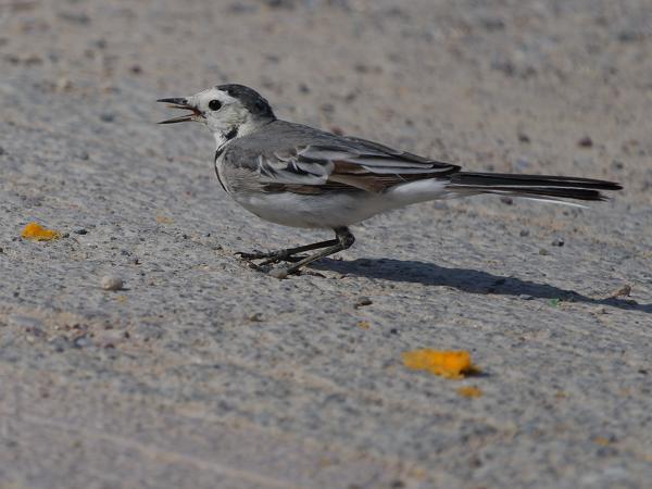 <h3>Motacilla alba / White wagtail / Witte kwikstaart</h3>OM-1 Mark II with OLYMPUS M.150-400mm F4.5 TC, 1/2000 sec at F5.6, ISO 200, distance 10.6 m